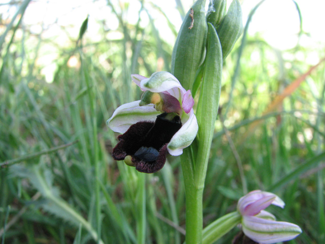 ophrys bertoloniiformis?